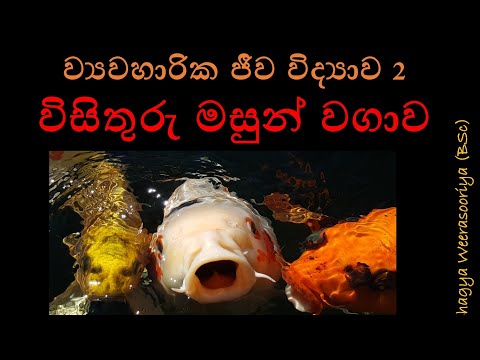 Biology|EP28|ව්‍යවහාරික ජීවවිද්‍යාව2|විසිතුරු මත්ස්‍ය වගාව|Applied Biology2|Ornamental fish culture