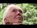 Jane Goodall, passato e presente