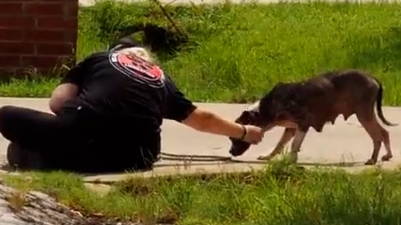 Брошенная во время шторма собака цепляется за жизнь