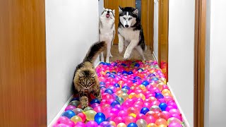 No One Will Pass Here! Dogs And Cats Against Water Balloons