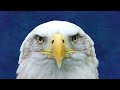 Eagle Spirit Animal/Eagle Totem: Spirit Meaning of Eagle