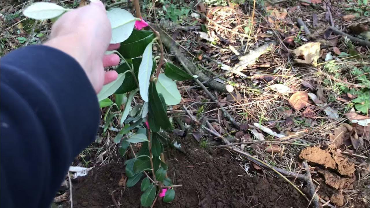 Planting a Pineapple Guava Hedge YouTube
