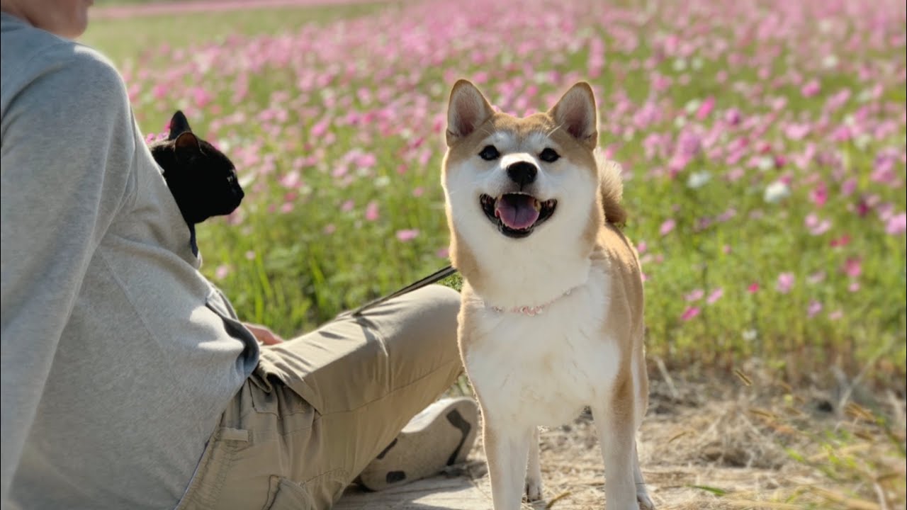 コスモスロードで秋をたしなむ犬と猫 Walk in the Cosmos Road - YouTube