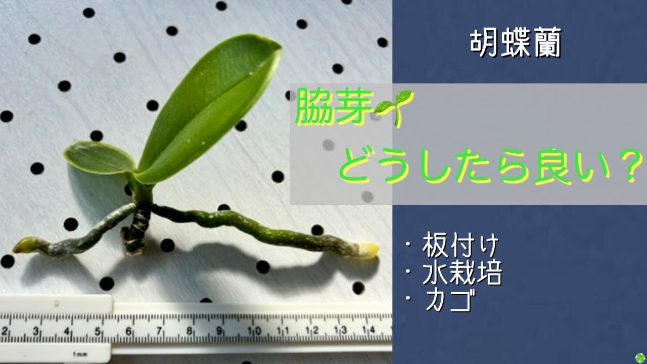 2024年12月3日 胡蝶蘭の高芽🌱 水栽培中 2本の根が横に広がる 板付け・カゴ🧺など 良い方法はないか? 根の先端に根冠(根の成長点)あり ...