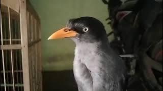 Latih Vocal Suara Jalak Kebo, Agar Cepat Gacor Dorr