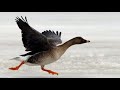 ЧАСТЬ 2. СУПЕР ОХОТА НА ГУСЯ В ЯКУТИИ 2022. Goose hunting in Yakutia. Part 2.