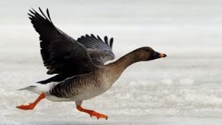 ЧАСТЬ 2. СУПЕР ОХОТА НА ГУСЯ В ЯКУТИИ 2022. Goose hunting in Yakutia. Part 2.