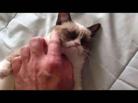 Video: Ang Grumpy Cat Ay Naglulunsad Ng Isang Tatak Ng Kape