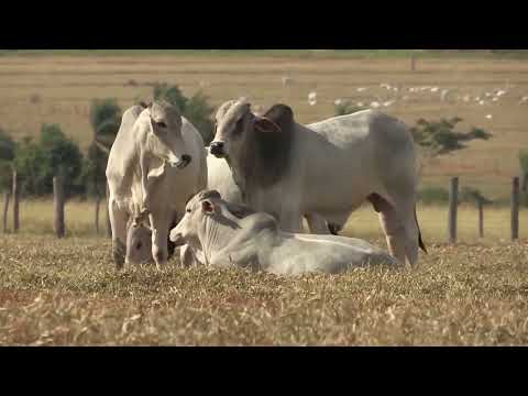 PASTO RAPADO OU PASSADO: QUANDO ELES ARRUÍNAM O DESEMPENHO DA FAZENDA