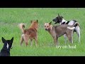 Great RuralDog!!!! Sweet lover Golden Labrador Retriever Vs Brown Labrador Retriever Mix In the rice