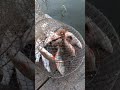 #fishing #nature на цю приманку ловиться все навіть на полі