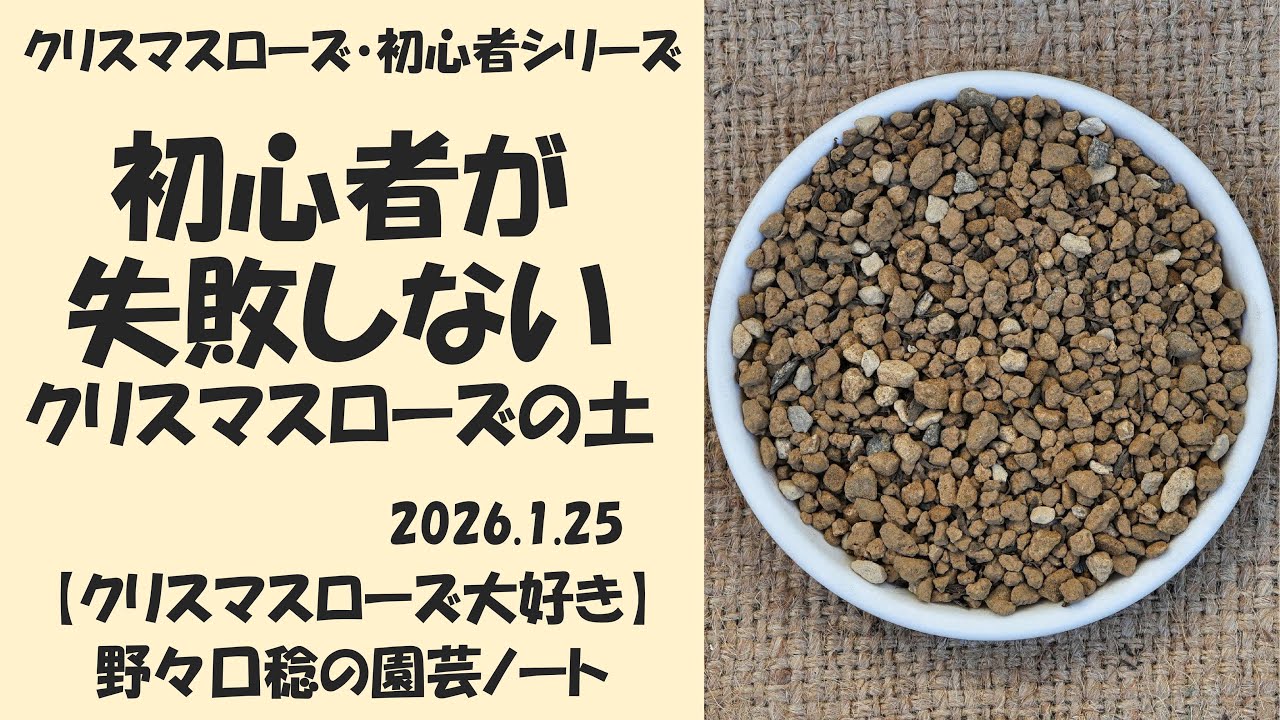 2026.1.25 How to grow Christmas roses without fail for beginners