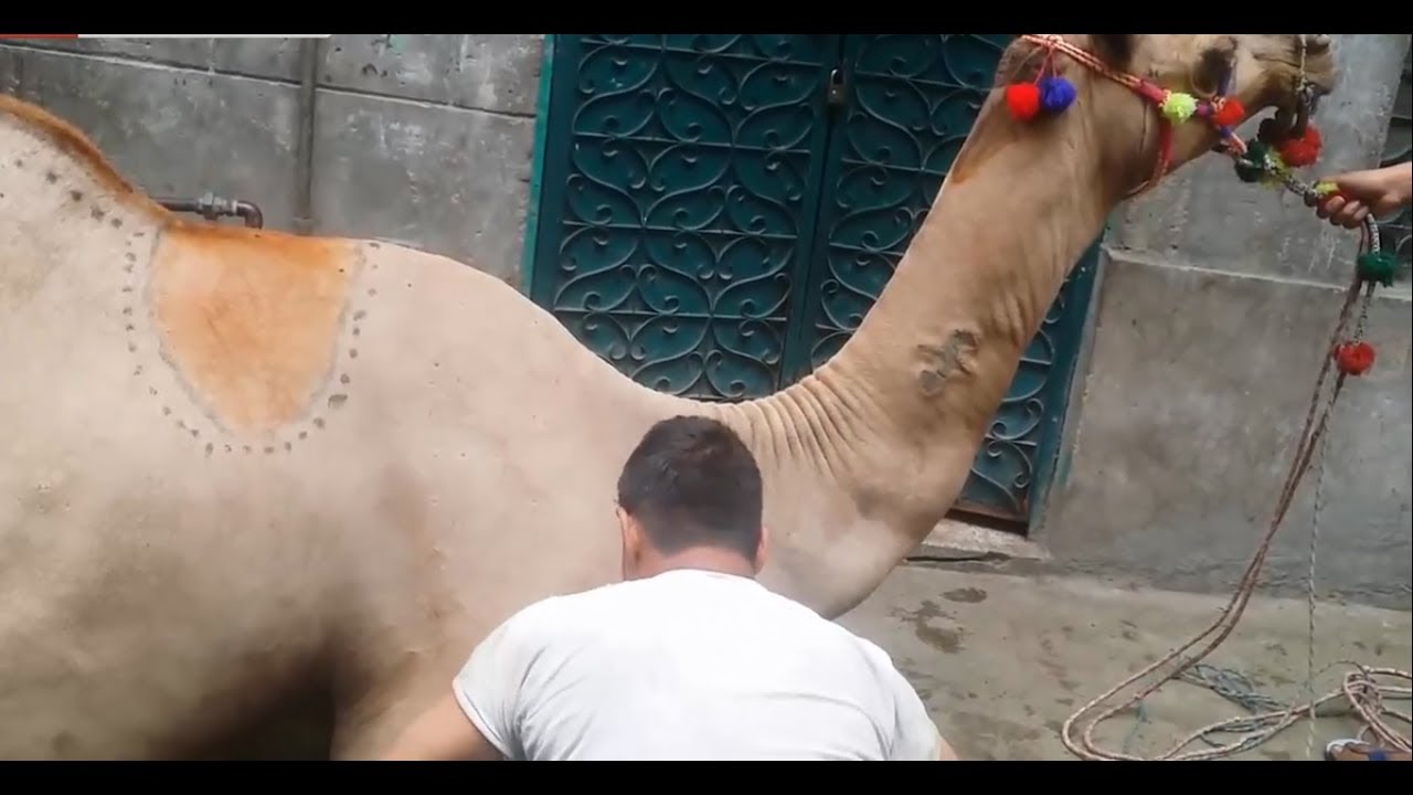 Big Camel Qurbani by Professional Qasai  Eid ul Adha 2016