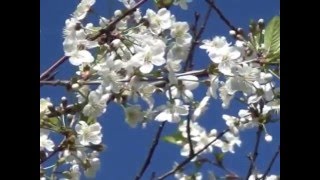 Весна пришла.Песни о природе.Песня о любви.авторская песня. песни про природу видео
