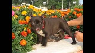 Лерочка, Lerochka Female For Sale 2