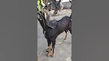 হরিয়ানা পাঠা অরর্জিনাল বিডার#goat famir goats markit
