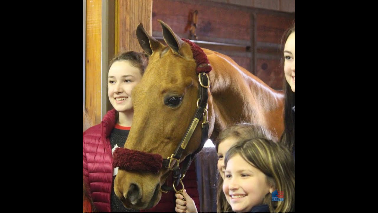 Saddlebred Vacation Show-Offs: CH The Daily Lottery