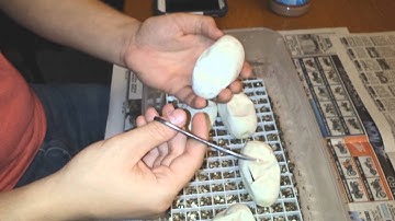 Cutting Pewter Ball Python Eggs