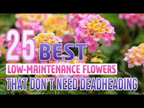 וִידֵאוֹ: Flowers You Don't Deadhead - Plants That Don't Need Deadheading