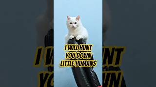 Cats And Dogs So Cute And Funny It's Actually Ridiculous 😂 2026 #shorts #funnydogs #funnycats