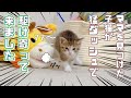 【保護猫】ママを見つけると猛ダッシュで駆け寄ってくる子猫が可愛いすぎたｗ