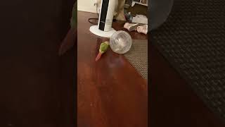 Parrot Obsessed With Hamster Ball