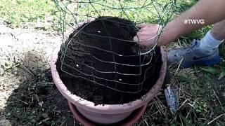 Planting Melons in Containers - Straight to the Point