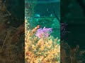 2 Purple-Red Flabellina #seaslug #scubadiving #scubapodcast #underwater #scuba #scubadivingaddicts