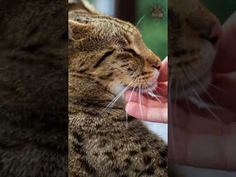 Video: Savannah Cats: hibridna domača mačka