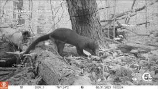 A onceextirpated animal is back in Northeast Ohio