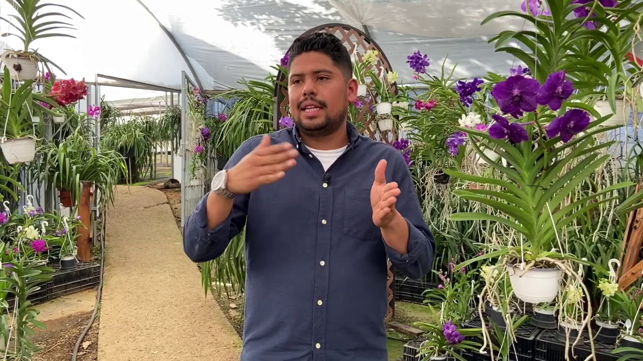 Vivero Popotla - Orquídeas en Morelos