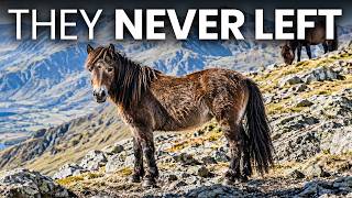 Scientists Tested the DNA of the Wild Ponies in Wales — And It Shouldn't Be Possible