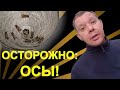 Осторожно: ОСЫ! Уничтожаем гигантское гнездо.