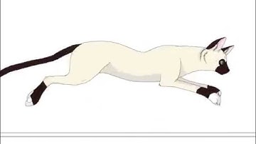 Creamfeather Run Cycle Animation