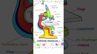 ScienceArt #ColorfulScience #EducationalPost #DiagramArt #Biology  #ScienceNotes #BioStudents