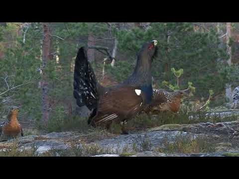 Video: Jinsi Ya Kuteka Capercaillie