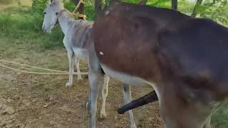 Donkey Mating 💙💜😽🙀| xxxx Video #monkey #xxx