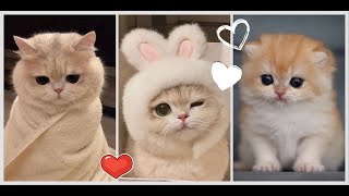 THE Funniest cats and kittens ever! Best moments! Best COUB 2024 #4 #animals #cats #funny