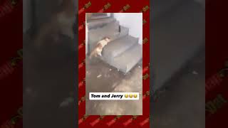 Tom and Jerry hits the live action screen at a theater near you 🎥🐈