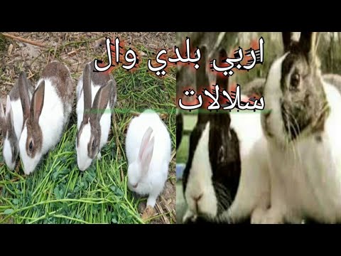 فيديو: هل تريد تربية الأرانب؟