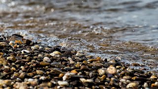 Gentle Waves on Small Beach Pebbles | Relaxing Ocean Sounds [21] screenshot 3