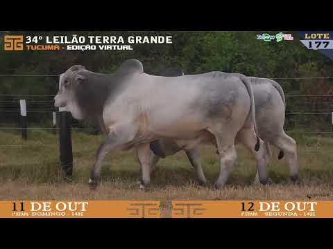 LOTE 177