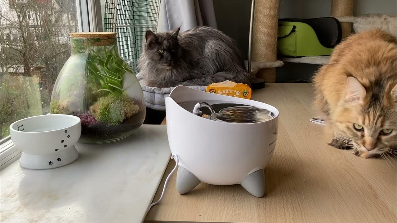 自動給水機入手しました！Bought a PIXI cat water fountain from CatIt! YouTube
