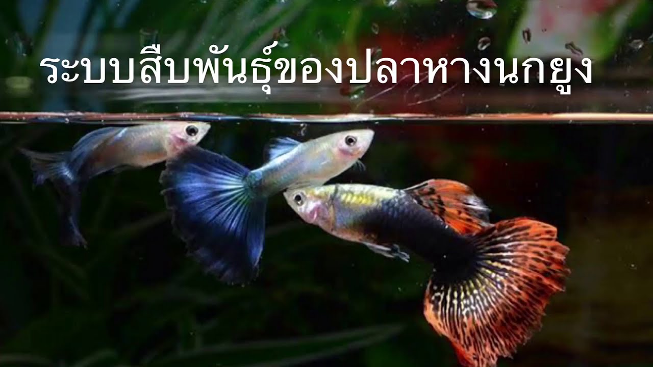 ระบบสืบพันธุ์ของปลาหางนกยูง