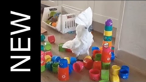 Cockatoodle - Blender Composite animation over live action