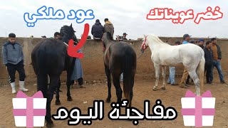 سوق الثلاثاء الخميسات 22/06/2021 عود ملكي ب 5 ملاين و كاينة مفاجئة من عند العربي الطويبة