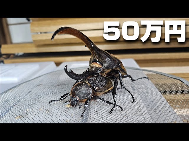 ヘルクレスリッキーブルー　表記エラー ヘラクレスリッキーブルー