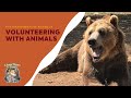 The Transformative Power of Volunteering with Animals | Lions Tigers &amp; Bears | Animal Sanctuary