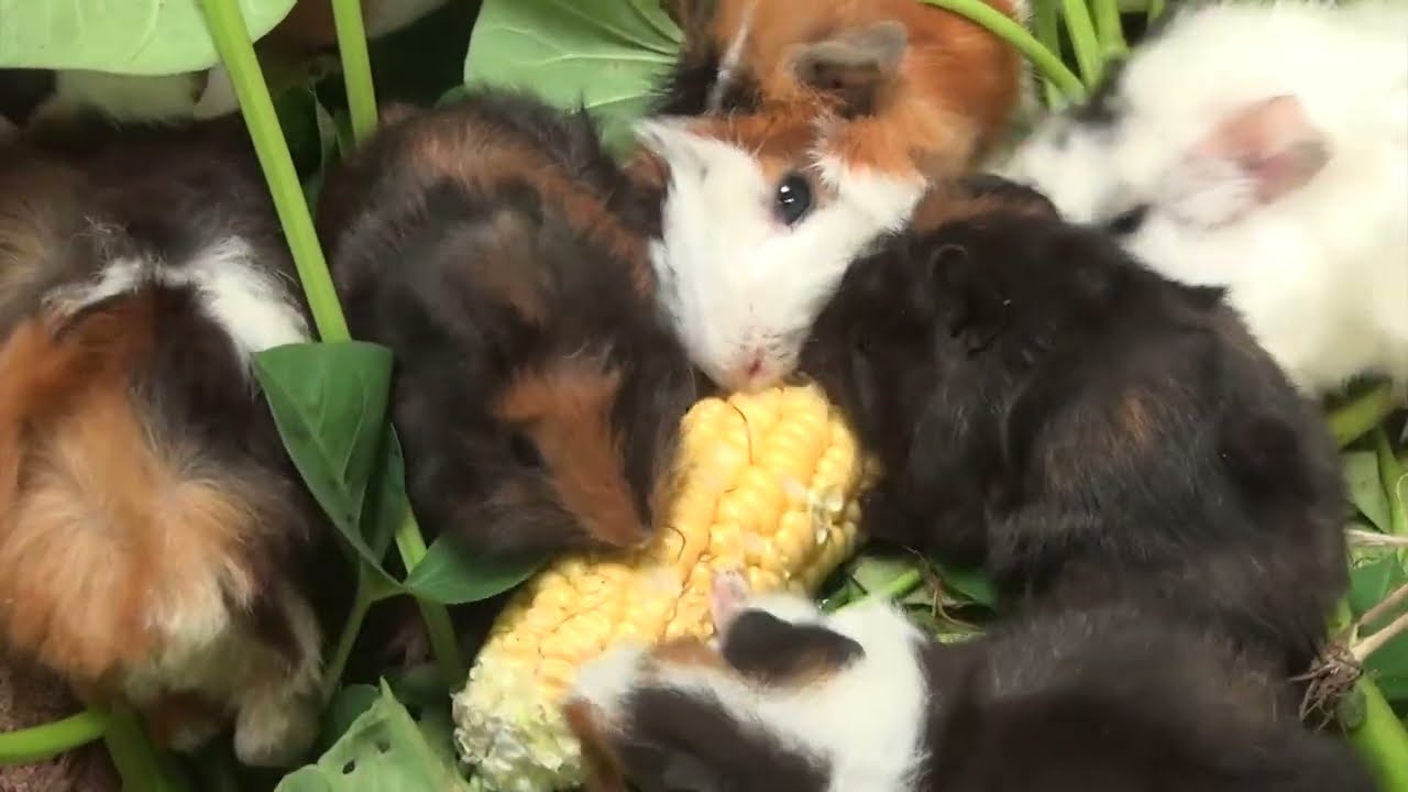 Guinea Pig Cam Afternoon February 14 2026