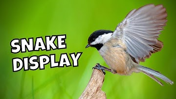 The Black-capped Chickadee HISS (Snake Display) Explained